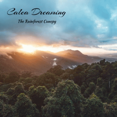 Calea Dreaming : The Rainforest Canopy
